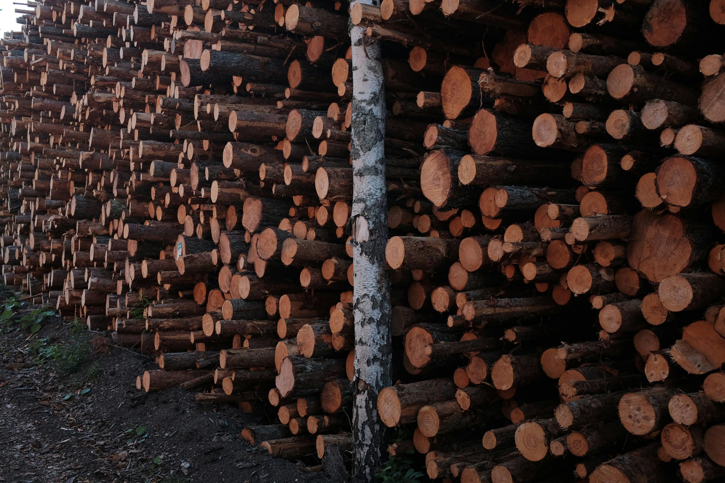 The Destruction of Earth's Lungs image